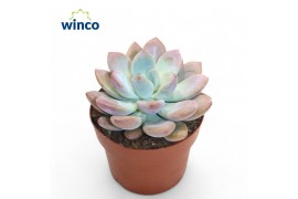 Echeveria Graptoveria Opalina1 pp