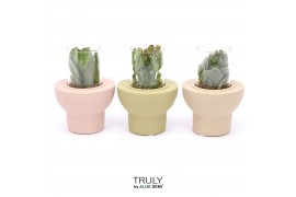 Crassula mix TRULY Crassula, Beaver 1 pp