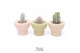 Cactus mix 3 soorten TRULY Cactus, Beaver 1 pp 