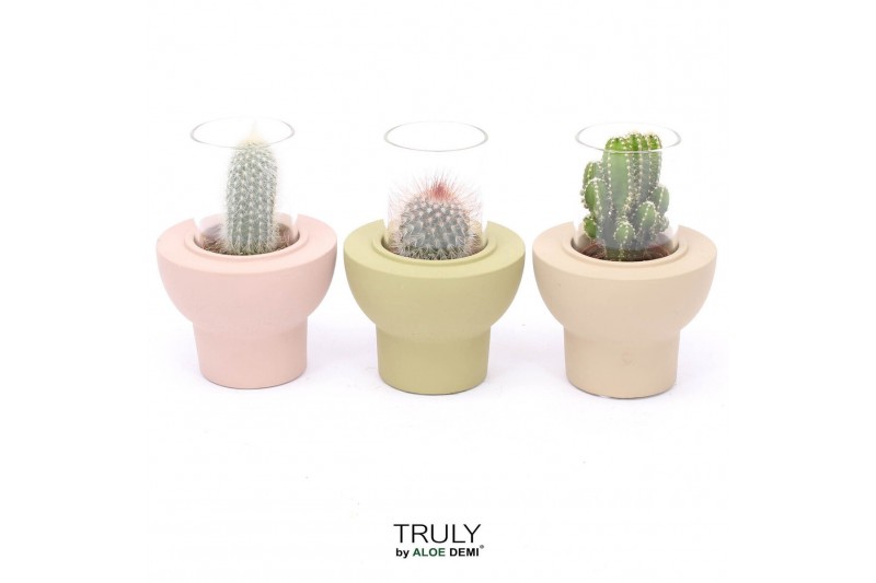 Cactus mix 3 soorten TRULY Cactus, Beaver 1 pp 