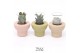 Succulenten TRULY Succulent, Beaver 1 pp 