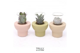 Succulenten TRULY Succulent, Beaver 1 pp