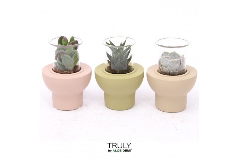 Succulenten TRULY Succulent, Beaver 1 pp 