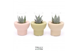 Succulenten TRULY Haworthia Gasteria, Beaver 1 pp