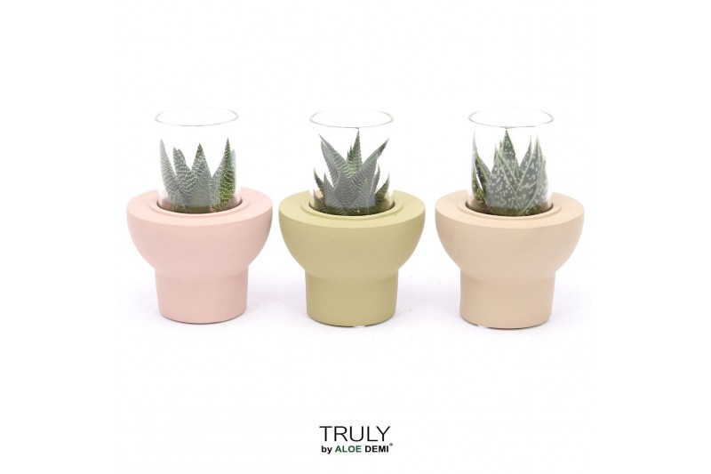 Succulenten TRULY Haworthia Gasteria, Beaver 1 pp 