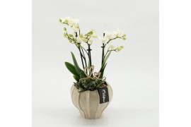 Phalaenopsis PHALRM-2610W Romantic Phalaenopsis 2 pp