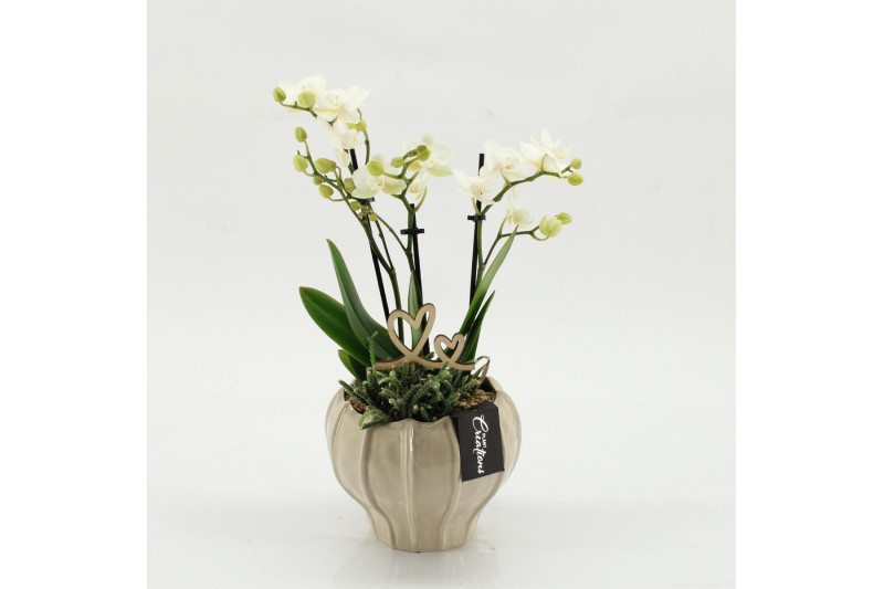 Phalaenopsis PHALRM-2610W Romantic Phalaenopsis 2 pp 