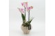 Phalaenopsis PHALRM-2610RZ Romantic Phalaenopsis 2 pp 