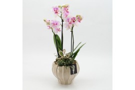 Phalaenopsis PHALRM-2610RZ Romantic Phalaenopsis 2 pp