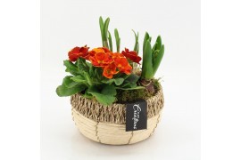 Arrangementen bol/knolgewas PMCR-2632 Primula creations 3 pp