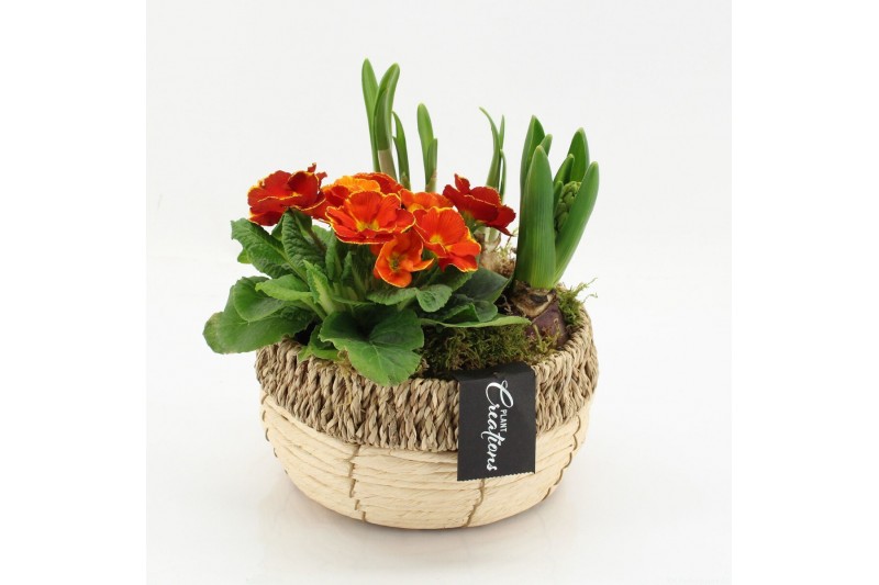 Arrangementen bol/knolgewas PMCR-2632 Primula creations 3 pp 