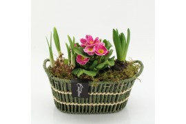 Arrangementen bol/knolgewas PMCR-2634 Primula creations 3 pp