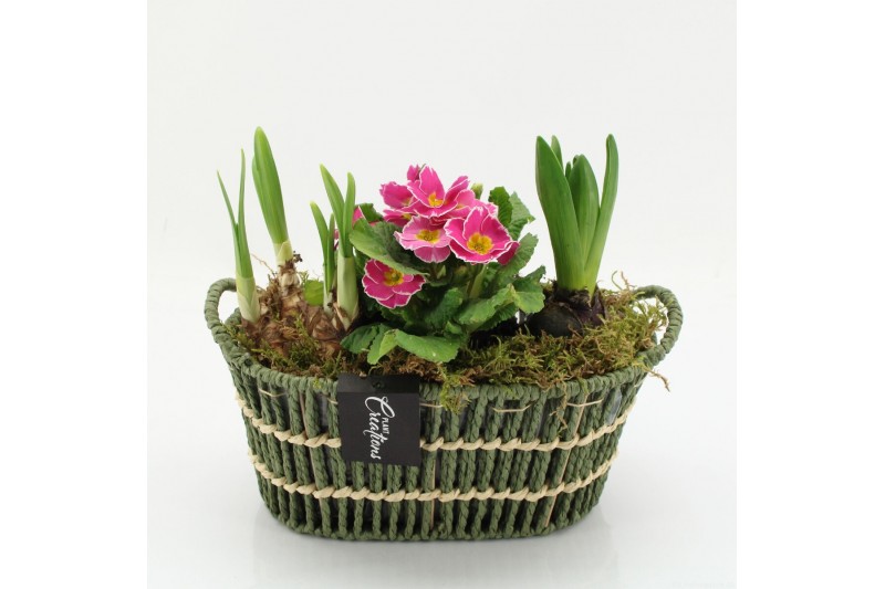 Arrangementen bol/knolgewas PMCR-2634 Primula creations 3 pp 