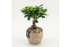 Arrangementen kamerplanten GRCR-2625 Green Essentials 1 pp 