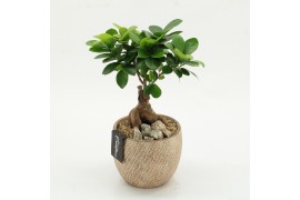 Arrangementen kamerplanten GRCR-2625 Green Essentials 1 pp