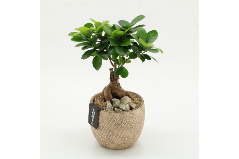 Arrangementen kamerplanten GRCR-2625 Green Essentials 1 pp 