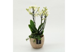 Phalaenopsis PHAL-2607 Phalaenopsis creatie 2 pp