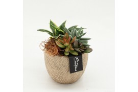 Arrangementen succulenten SUCR-2619 Succulent Essentials 2 pp