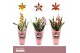Cambria grp mix 3 kleuren Cambria, Mix 2-spike Compact Orchid Collecti 