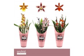 Cambria grp mix 3 kleuren Cambria, Mix 2-spike Compact Orchid Collecti