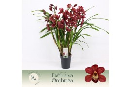 Cymbidium Cymbidium, Red Beauty Roy 5-spike P14 Exclusiva Orchidea 5 t