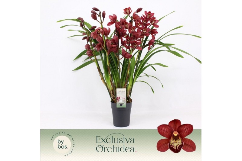 Cymbidium Cymbidium, Red Beauty Roy 5-spike P14 Exclusiva Orchidea 5 t 