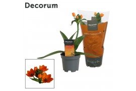 Ornithogalum dubium Ornithogalum Dubium Oranje 1pp (Decorum)1 tak/plnt