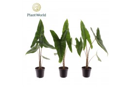 Alocasia zebrina Alocasia Zebrina 7 cm 1 pp