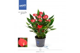 Anthurium andr. million flowers red Anthurium - KARMA Million | 12cm 1