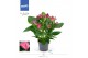 Anthurium andr. karma purple Anthurium - KARMA Purple | 12cm 5 bl. 2 p 