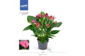 Anthurium andr. karma purple Anthurium - KARMA Purple | 12cm 5 bl. 2 p