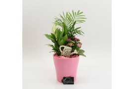 Arrangementen kamerplanten FDCR-2608RZ Basic Fundamentals 3 pp