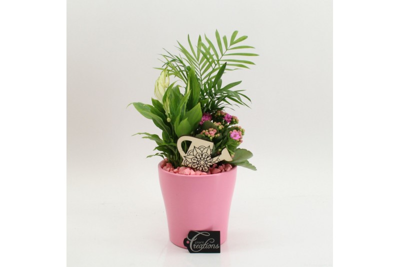 Arrangementen kamerplanten FDCR-2608RZ Basic Fundamentals 3 pp 