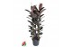 Ficus elastica abidjan Ficus Elastica Abidjan 3PP P40 (NO GAP)pp 