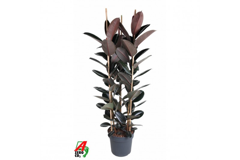 Ficus elastica abidjan Ficus Elastica Abidjan 3PP P40 (NO GAP)pp 