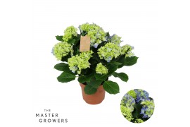Hydrangea macr. early blue Blue 7+