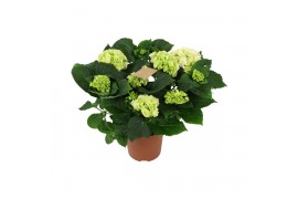 Hydrangea macr. schneeball White 5+