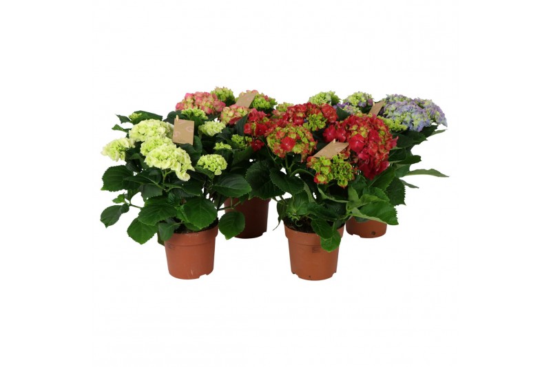 Hydrangea macr. mix Mix 7+ 