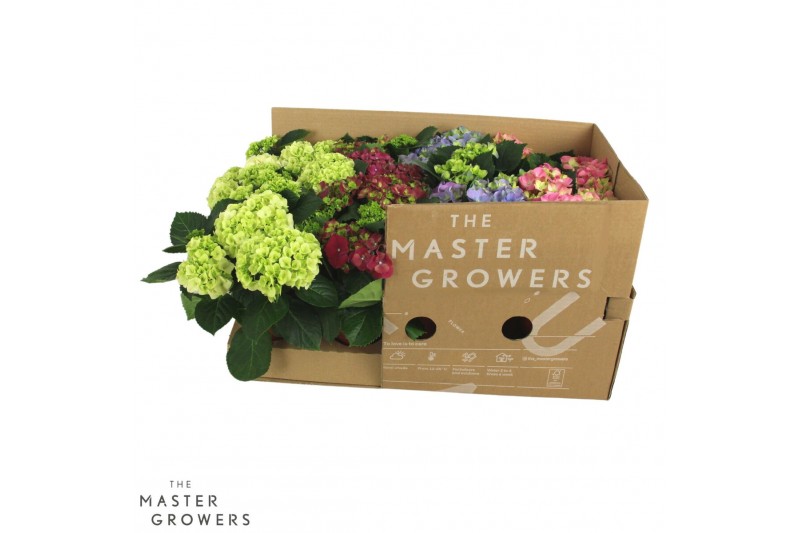 Hydrangea macr. mix Mix 3+ - ECO 