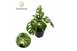 Monstera Monstera obiqua monkey Japanese Tricolour 2 pp