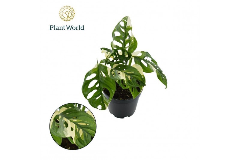 Monstera Monstera obiqua monkey Japanese Tricolour 2 pp 