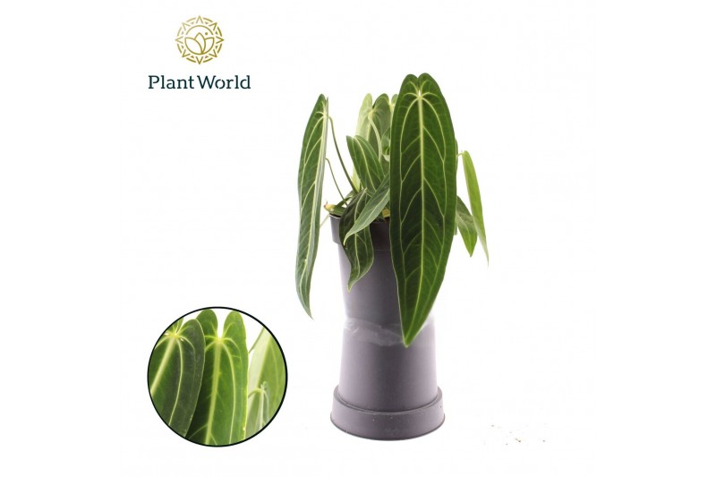 Anthurium Anthurium Warocqueanum overige bl. 