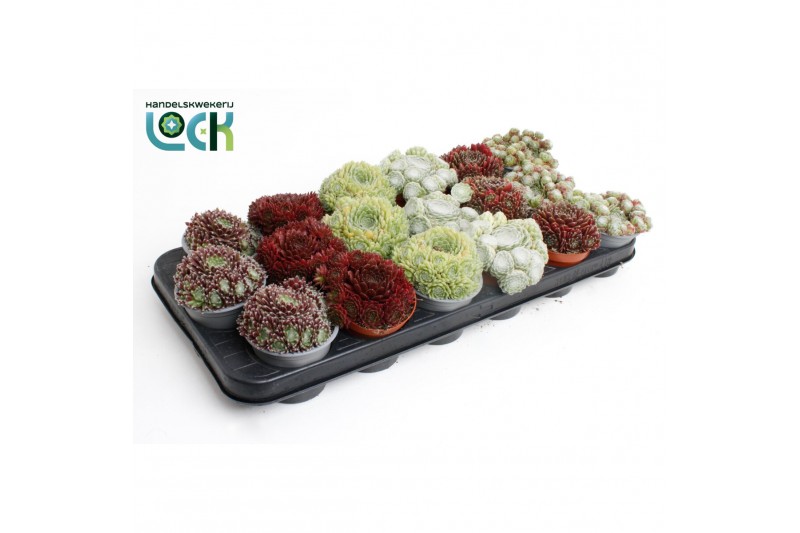 Sempervivum mix 