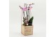 Phalaenopsis PHALRM-2606RZ Romantic Phalaenopsis 1 pp 