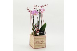 Phalaenopsis PHALRM-2606RZ Romantic Phalaenopsis 1 pp