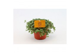 Pilea glaucophylla greyzy Pilea Glauca 12cm