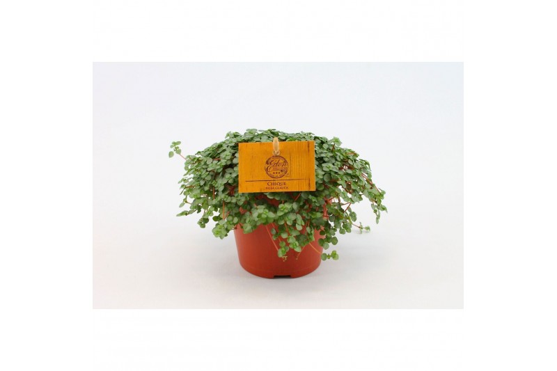 Pilea glaucophylla greyzy Pilea Glauca 12cm 
