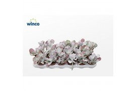 Cotyledon coral Cotyledon Ssp.(pink Leaf)