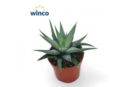 Haworthia fasciata concolor