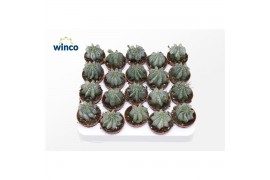 Euphorbia horrida Euphorbia Horrida Alba